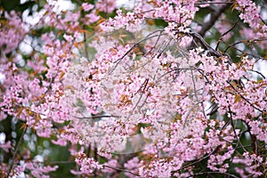 Pink flower background, Wild Himalayan Cherry flower.