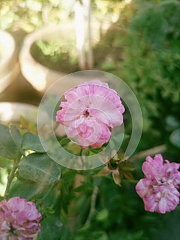 Pink flower beauti photo