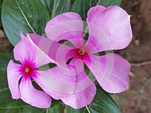 Pink flower so beautiful gardan plant