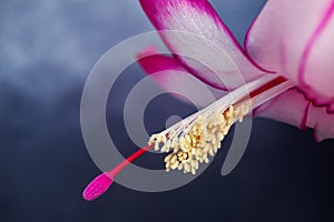 Pink flower with a beautiful long stamen on a dark blue background.