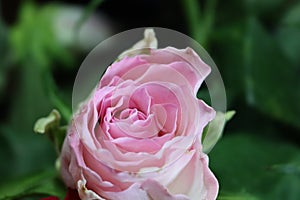 Pink flower beautiful skewer-colored skewers natural leaves