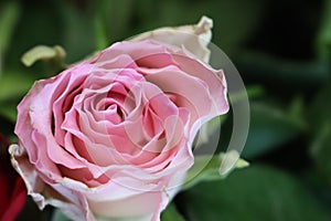 Pink flower beautiful skewer-colored skewers natural leaves photo