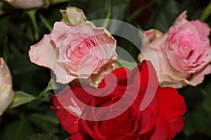 Pink flower beautiful skewer-colored skewers natural leaves photo