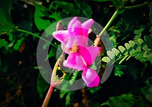 Pink flower beautifull  Indian natural