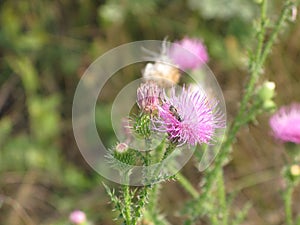 Pink flower and bee