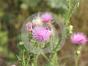 Pink flower and bee