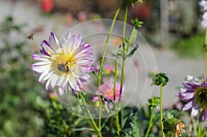 Pink flower with a bee collecting honey on a green background. Autumn Chrysanthemum.