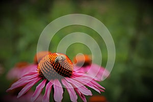 Pink Flower and Bee honey