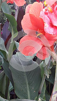 Pink Flower with Bee taking nector photo