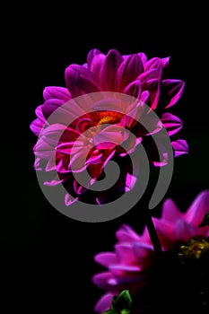 Pink Flower with Black Backdrop