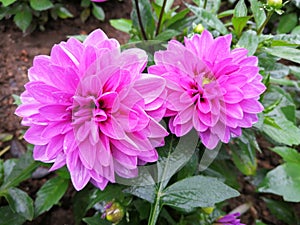 Pink flower bloom and good corolla in the garden