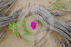 Pink flower blooming in the Atacama Desert, Argentina