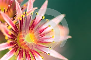 Pink Flower of a blooming Common Houseleek, Sempervivum Tectorum, Plant of the alps.