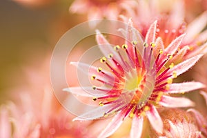 Pink Flower of a blooming Common Houseleek, Sempervivum Tectorum, Plant of the alps.