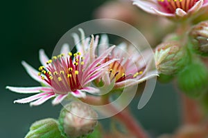 Pink Flower of a blooming Common Houseleek, Sempervivum Tectorum, Plant of the alps.