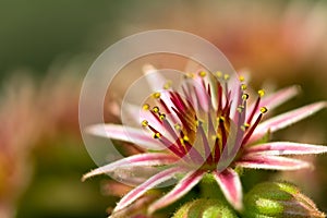 Pink Flower of a blooming Common Houseleek, Sempervivum Tectorum, Plant of the alps.