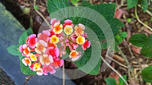 Pink flower bloosom and green leave