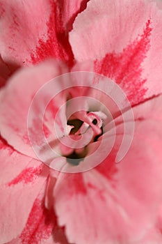 Pink flower blossom macro shoot Dianthus caryophyllus L. family caryophyllaceae modern background high quality print