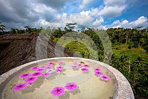Pink flower blossome floating in stone bowl