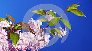 Pink Flower Blossoms On Branch Bluescreen Isolated