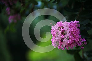 Pink flower blossoms of a Mrytle Tree