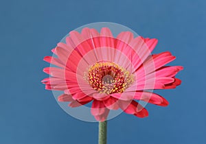 Pink flower on blue