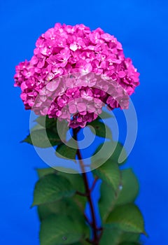 Pink flower on a blue background