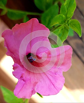 Pink flower with blue stamen