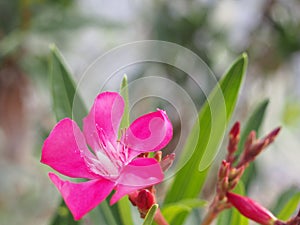 Pink Flower on Blur Background