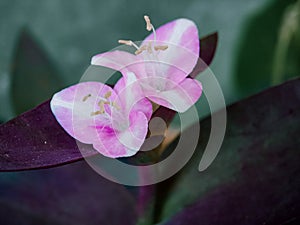Pink flower with blur background esthetic macro photography photo