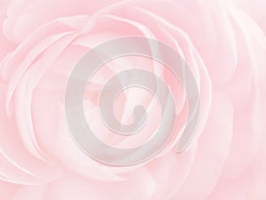 Pink flower blurred background. Close-up rose soft pastel color. Beauty tenderness concept