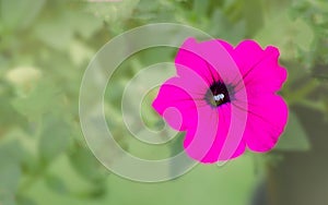 Pink flower on blurred green tone background. Backyard, front garden and around the house