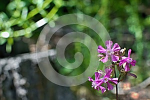 Pink flower with blurry green background