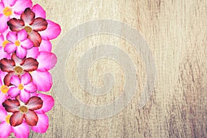 Pink flower boder  with vintage brown wooden  texture background