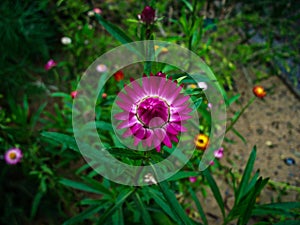 Pink flower in botanical garden Prague