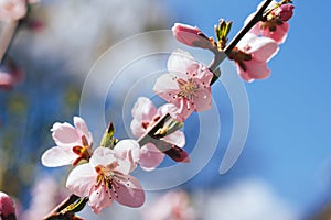 Pink flower on a branchagainst the sky