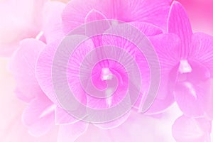 Pink flower bright background