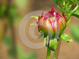 Pink flower bud, dahlia plant