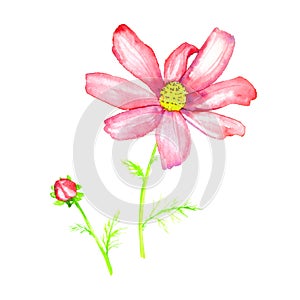 Pink flower and bud isolated on white background, hand painted watercolor illustration, elemet for design