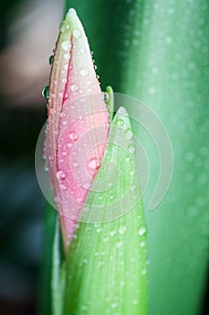 Pink flower bud and water drops.