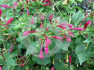 Pink Flower Buds in August