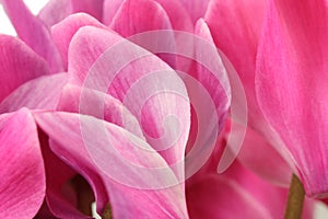 Pink flower buds cyclamen background
