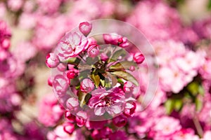 pink flower buds of oriental blooming cherry sakura tree in spring