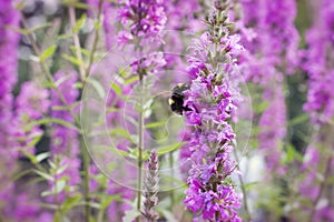 Pink flower and bumblebee in nature or garden