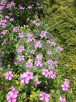 Pink Flower Bunga Geranium