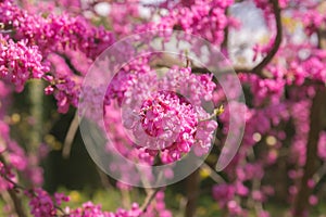 Pink flower bushes