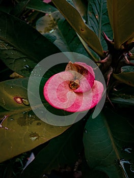 A pink flower from cactus plant