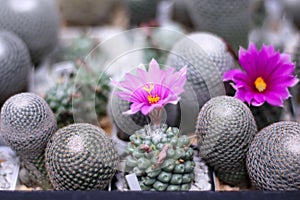 Pink flower cactus  pot growing in  greenhouse background