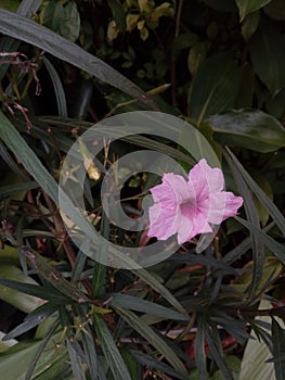 Pink flower called Toy-Ting-Ted in Thai.