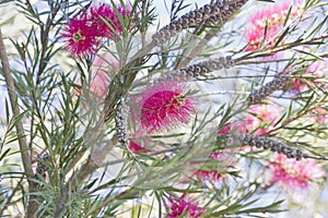 pink flower callistemon salignus close-up